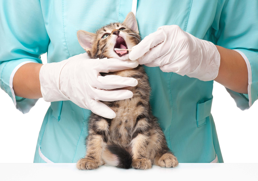 Dentistry | Veterinarian in Lake Placid, FL | Heartland Animal Hospital